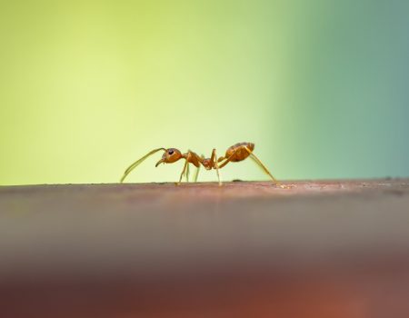 ant on a green background